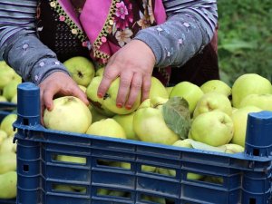 Ayva Merkezi Geyve’de Ayva Hasadı Başladı