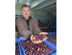 “eşek” Zeytini Zam Şampiyonu