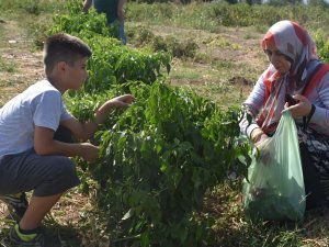 Müşteri Tarladan Sebzesini Kendi Topluyor