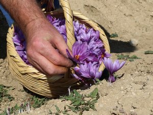 Dünyanın En Pahalı Bitkisinde Hasat Erken Başladı