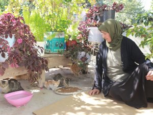 56 Yıldır Kedilerle Yaşıyor