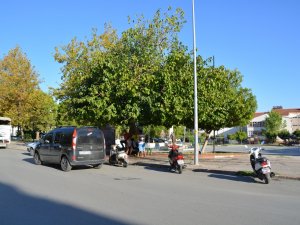 26 Yıl Önce Diktiği Ağaca Adı Verildi