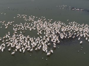 Manyas Kuş Cenneti’nin Ak Misafirleri