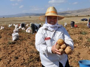 Köse’de Patates Hasadı Tarla Günü Yapıldı