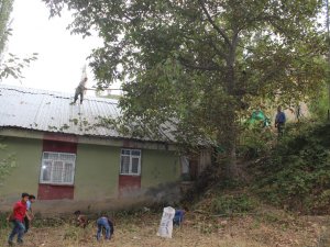 Ceviz Hasadı Başladı