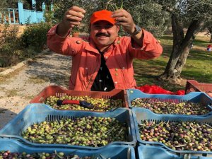 Kendi Yetiştirdiği Zeytinleri Hasat Etti