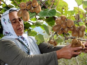 Kurak Hava Kivide Erken Hasat Başlattı