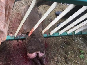 Dere Kenarındaki Demir Korkuluklara Sıkışan Karaca Köpeklerin Saldırısına Uğradı