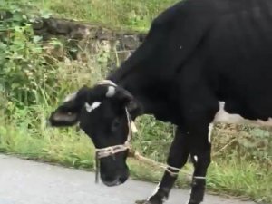 Giresun’da İneklere İşkence Gibi Uygulama İle İlgili İnceleme Başlatıldı
