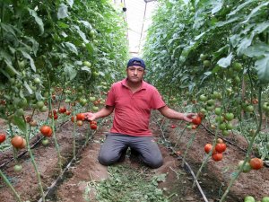 Zam Şampiyonu Domatesin Fiyatı İlk Kez Düştü