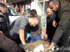 Sürücülerin Dikkati Yavru Yaban Keçisini Kurtardı