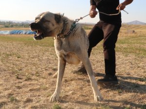 Köpek Saldırısına Karşı Ne Yapmalı ?