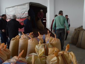Tmo Fındık Alımına Başladı