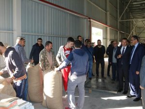 Giresun’da Tmo Fındık Alımlarına Başladı