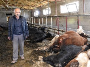 Gümüşhane’de 21 Büyükbaş Hayvan Telef Oldu