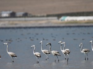Flamingolar Arin Gölü’nü Mesken Tuttu