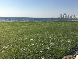 İzmir Körfezi’nde Ürküten Görüntü