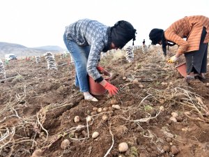 Ahlat Patatesi Yüz Güldürüyor