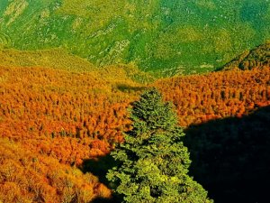Yenice Ormanlarında Sonbahar Güzelliği