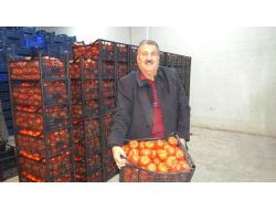 Suriye Ve Irak’a Domates İhracatı Başladı