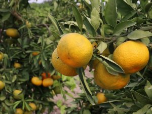 Rusya’ya İhraç Edilen Tonlarca Narenciye Geri Dönüyor
