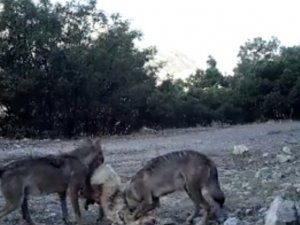 Fotokapanlara Kurtlar Ve Boz Ayı Takıldı