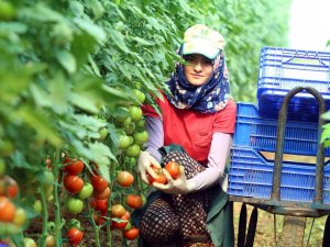 Zam Şampiyonu Domateste Sert Düşüş