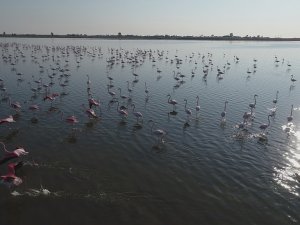 Çukurova Deltası Flamingolarla Renklendi