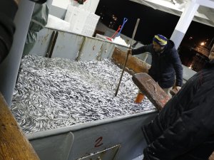 Karadeniz’den Hamsi Fışkırdı