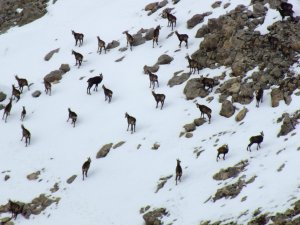 ’Şamua’lar Sürü Halinde Görüntülendi