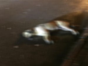 Ordu’da Köpekler Zehirlendi