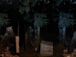 Uludağ’da Aç Kalan Ayılar Yiyecek Aramaya Çıktı
