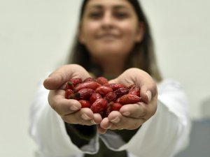 Soğuk Algınlığının Ve Cildin Koruyucu Kalkanı: Kuşburnu