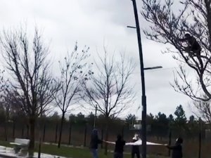 Çarşaflı Kurtarma Operasyonu