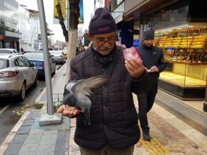 Güvercinleri Avucunda Besliyor