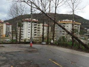Rüzgara Dayanamayan Ağaç Elektrik Tellerine Dayandı