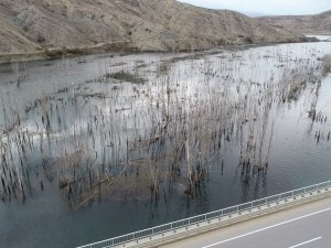 Baraj Suları Yükselince Karabataklar Yuvalarını Taşıdı