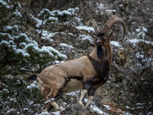 Gümüşhane Dağlarının Süsü Yaban Keçilerinin Her Hali Kameralarda