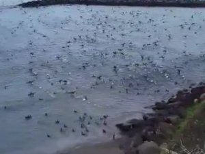 Sahile Vuran Hamsi Sürüsünü Martılar Ve Karabataklar İşte Böyle Avladı