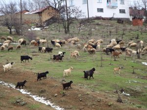 Çobanların Zorlu Kış Mesaisi Başlıyor