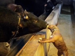 Artvin’de Boğa İle Köpeğin Dostluğu Görenleri Şaşırtıyor