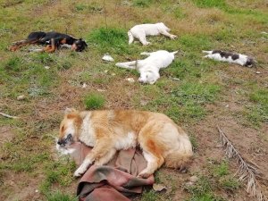 Trabzon’da Sokakta Yaşayan 8 Köpek Ve 2 Kedi Ölü Bulundu