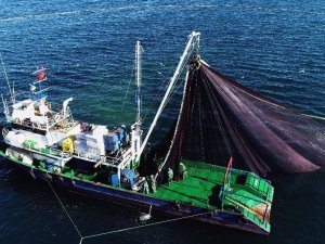 Mutlu: “Hamsi Erken Göç Etti”