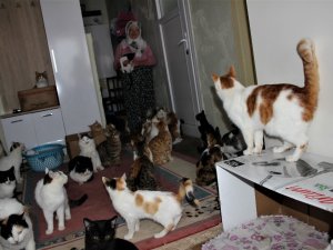 Bir Evde Tam 58 Kedi