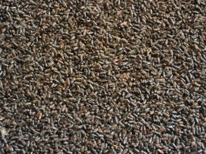 Doğu Karadeniz Yabancı İstilacı Böcek Türlerinin Tehdidi Altında