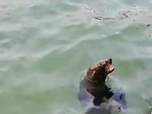 Akdeniz Foku Bodrum’da Görüntülendi