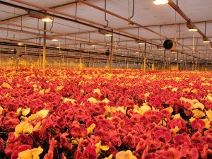 Bu Tesis Hollanda’nın Gözünü Korkutuyor