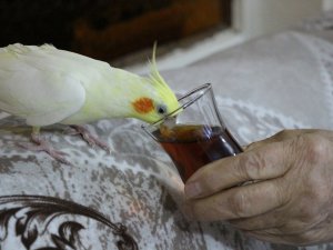 Çay Tiryakisi Papağan ‘Limon’