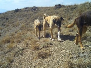 Başıboş Köpekler Yaban Hayatını Tehdit Ediyor