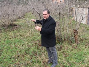 Fındıkta Büyük Tehlike: ‘Kahverengi Kokarca’